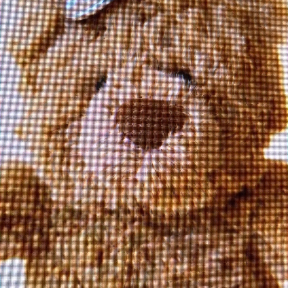 Jellycat BARTHOLOMEW BEAR Bag Charm Authentic direct from Jellycat Brown collect - Picture 11 of 16